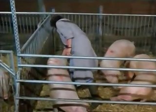Anal Bestiality Tube